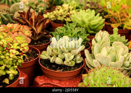 Pentole di diversi tipi di cactus e succulenti in un giardino Foto Stock