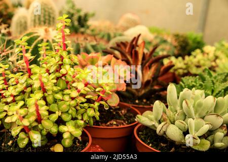 Pentole di diversi tipi di cactus e succulenti in un giardino Foto Stock