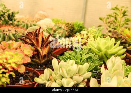 Pentole di diversi tipi di cactus e succulenti in un giardino Foto Stock