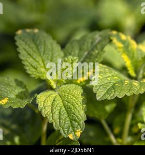 Primo piano di foglie di erbe variegate Limone Balm (Melissa officinalis 'Aurea') Foto Stock