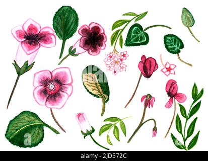 Ciclamino acquerello e Glossinia, set di piante di Hoya carnosa. Presentazione botanica di ciclamino rosa alle erbe medicinali e Glossinia con germogli, fiori Foto Stock