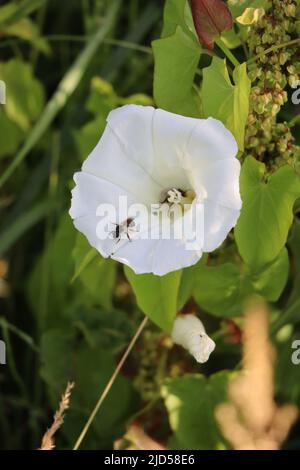 Due piccole api Shaggy su Bindweed reale Foto Stock