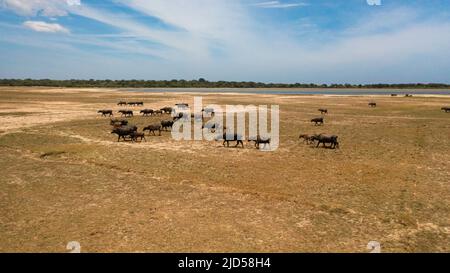 Mandria di bufali nella savana nel parco nazionale. Sri Lanka. Foto Stock