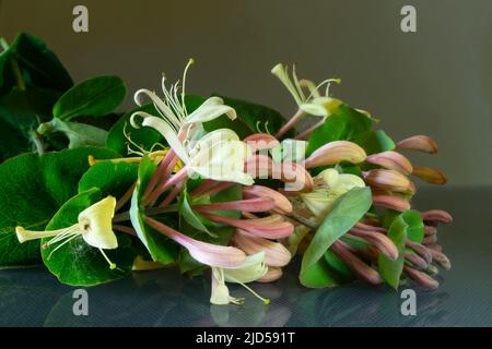 Blackenning rosa con riflessione su sfondo nero.Fotografia del ramo con fiore bello e foglio verde Foto Stock