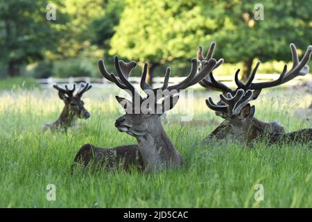 Cervi rossi (Cervus elaphus) che riposano nel campo di erba, Richmond Park Surrey Inghilterra Regno Unito. Foto Stock