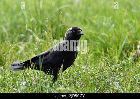 Western jackdaw (Coloeus monidula) a Richmond Park, Londra, Regno Unito. Foto Stock