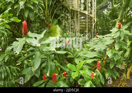 Giardino di piante tropicali all'interno della casa Tempperate, Royal Botanic Gardens a Kew London UK. Foto Stock