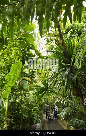 Giardino di piante tropicali all'interno della casa Tempperate, Royal Botanic Gardens a Kew London UK. Foto Stock