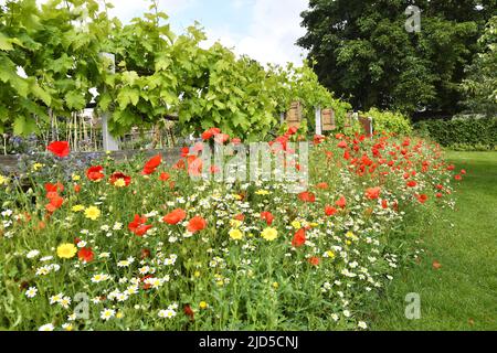 Wild flower bed in primavera, Royal Botanic Gardens Kew London UK. Foto Stock