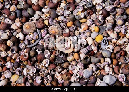 Conchiglie sulla riva - maglia 04062022 Foto Stock