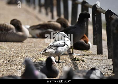 Anatra mew maschio (Mergellus albellus), uccelli nel St James's Park Londra UK. Foto Stock