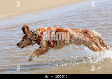 Giallo e bianco che lavorano cocker spaniel spruzzi in mare Foto Stock