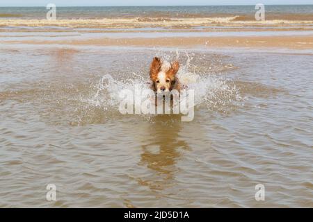 Giallo e bianco che lavorano cocker spaniel spruzzi in mare Foto Stock