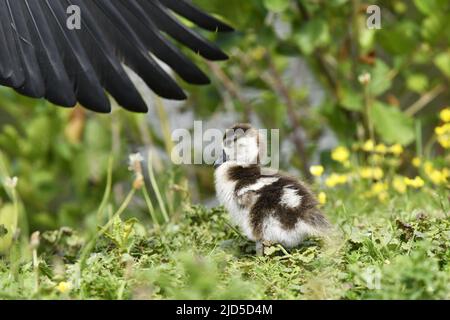 Oca egiziana (Alopochen aegyptiaca) gosling in erba, Beatrixpark ad Amsterdam Paesi Bassi. Foto Stock