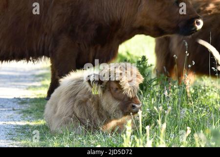 Bestiame delle Highland (Bos taurus taurus) vitello che riposa nel parco Shinkelbos vicino Amsterdam Paesi Bassi. Foto Stock