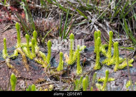 Marsh clubmuss (Lycopodiella inundata) al Thursley Common National Nature Reserve, una pianta a rischio di estinzione di habitat di brughiera umida Foto Stock