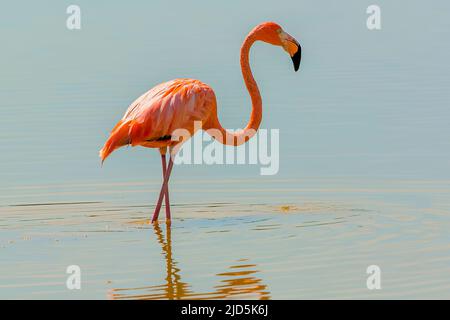 Un fenicottero americano (ruber fenicottero) in uno stagno naturale su Cayo Guillermo, Cuba Foto Stock