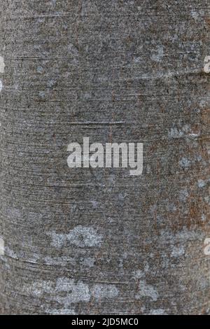 Corteccia di faggio texture sfondo modello close up, i Carpazi Foto Stock