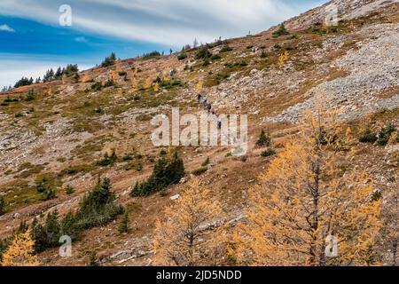 Una serie di escursionisti che si elevano su un sentiero ripido con alberi di larice autunno vicino Ptarmigan Cirque in Kananaskis Alberta Canada. Foto Stock