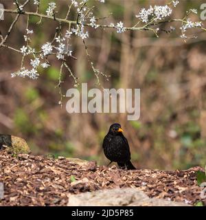 Bella primavera immagine di Blackbird Parus maggiore uccello in foresta paesaggio impostazione Foto Stock