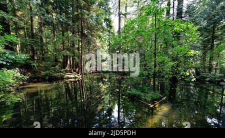 VANCOUVER, BRITISH COLUMBIA, CANADA, 31 MAGGIO 2019: Piccolo lago nel River Regional Park a North Vancouver, Capilano è famosa per Suspension Bridge Foto Stock