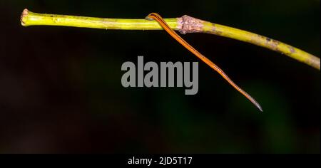 Leech tigre (Haemadipsa pitta) da Deramakot Forest Reserve, Sabah, Borneo. Foto Stock