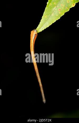 Leech tigre (Haemadipsa pitta) da Deramakot Forest Reserve, Sabah, Borneo. Foto Stock