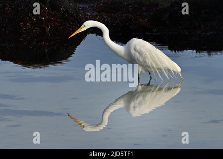 Pacific Grove, California, Stati Uniti. 17th giugno 2022. Riflessione di Egret durante la caccia (Credit Image: © Rory Merry/ZUMA Press Wire) Foto Stock