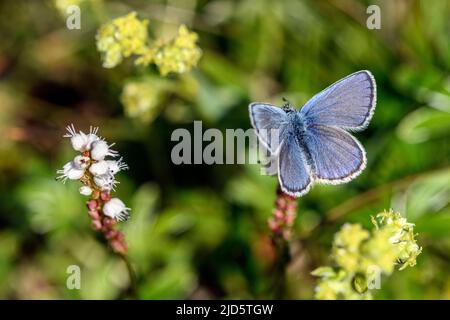 Blu settentrionale (Plebejus idas) che si nutrono di bistorto alpino (Bistorta vivipara). Foto da Sognefjellet (1100 m), Jotunheimen, Norvegia nel mese di luglio. Foto Stock