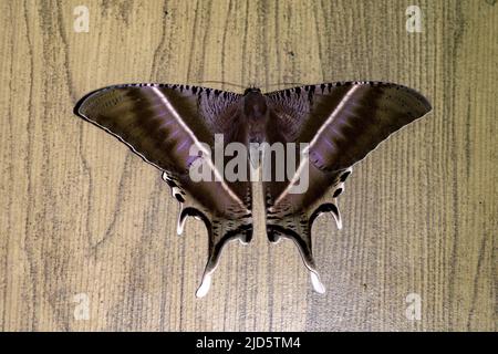 Falena tropicale (Lyssa zampa) da Deramakot, Sabah, Borneo. Foto Stock