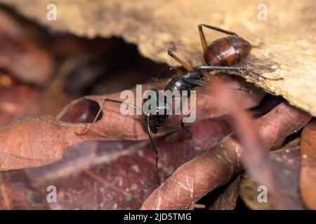 Formica forestale gigante (Dinomyrmex gigas) dal Parco Nazionale Tanjung Puting, Kalimantan, Borneo, Indonesia. Foto Stock