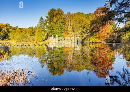 Oche del Canada su uno stagno con un paesaggio autunnale effetto specchio Foto Stock