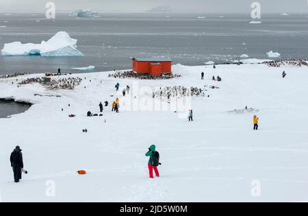 Ecotouristi e le colonie di pinguini Gentoo nel porto di Mikkelsen, Trinity Island nella penisola antartica. La capanna di rifugio è stata sollevata dall'argentino A. Foto Stock