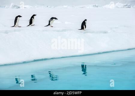 Penguine riflessione. I pinguini di Adelie (Pygoscelis antartide) si riflettono nelle fredde acque antartiche delle scogliere di Madder, Kinnes Cove, Paulet Island, anta Foto Stock