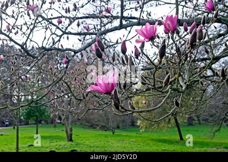 Fiori rosa di magnolia su albero di Magnolia campbellii fioritura in inverno febbraio a Bute Park Cardiff Galles UK KATHY DEWITT Foto Stock