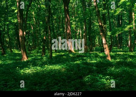 paesaggio naturale boscoso, foresta temperata a foglia larga Foto Stock