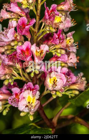 Fiori di castagno (Aesculus x Carnea «Briotii») Foto Stock