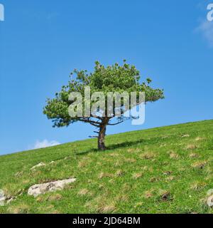 Solo albero sul campo verde vuoto erba. Solitario conifere sul pendio di verde collina contro il cielo blu. Foto Stock