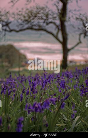 Tenuta Maenporth, Cornovaglia Foto Stock