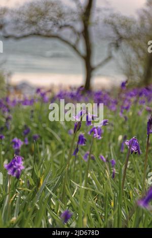 Tenuta Maenporth, Cornovaglia Foto Stock