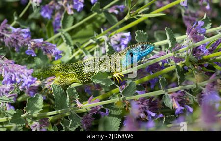 Primo piano di una lucertola verde maschile (Lacerta bilineata o Lacerta vivipara, Smaragdeidechse) adagiata su fiori viola. Sfondo sfocato. Foto Stock