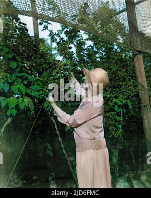 Una donna in un cappello di cloche, Hop picking a Kent, Inghilterra. Versione colorata di : 10167497 Data: Inizio 1930s Foto Stock