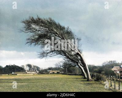 Alberi a Doonfoot, vicino Ayr, Ayrshire, Scozia, che mostrano la forma formata dai venti prevalenti. Versione colorata di : 10187821 Data: 1950s Foto Stock