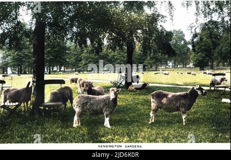 Pascolo di pecore in Kensington Gardens, Londra. Il primo 'ha-haa' nel paese ha agito come la linea di divisione tra Hyde Park e Kensington Gardens e fu poi copiato in tutta la terra come un metodo di divisione di terra aperta. Pecora pascolo terminato nel 1935. Versione colorata di: 10283756 Data: 1930s Foto Stock