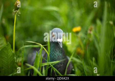 Piccione in erba verde. Piccione purredi. Uccello della città. Dettagli della natura. Foto Stock