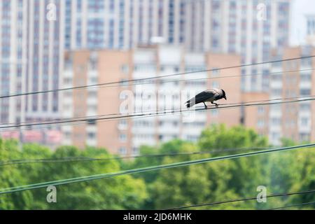 Un corvo sui cavi della città. Foto di alta qualità Foto Stock