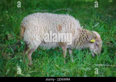 Le giovani pecore con la sua lana colorata si nutre di erba in Eco pascolo Foto Stock