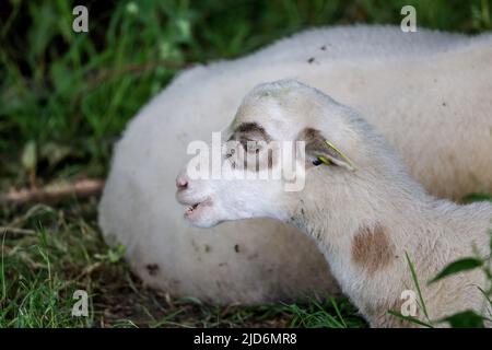 Le giovani pecore con la sua lana colorata si nutre di erba in Eco pascolo Foto Stock