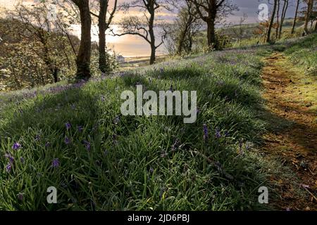 Tenuta Maenporth, Cornovaglia Foto Stock