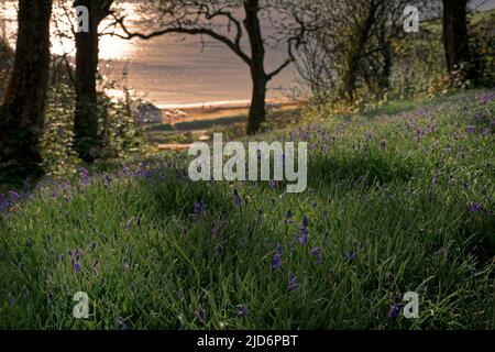 Tenuta Maenporth, Cornovaglia Foto Stock